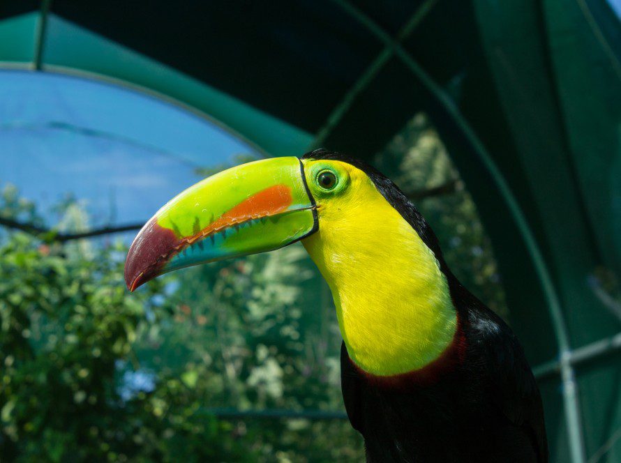 Toucan