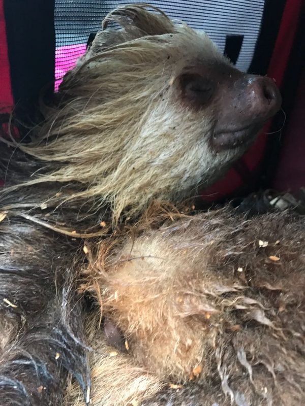 The rescued mom.
