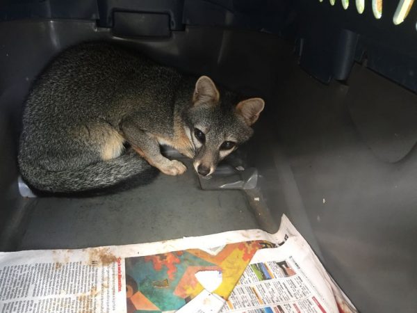 McCloud in transport with MINAE just before his release.