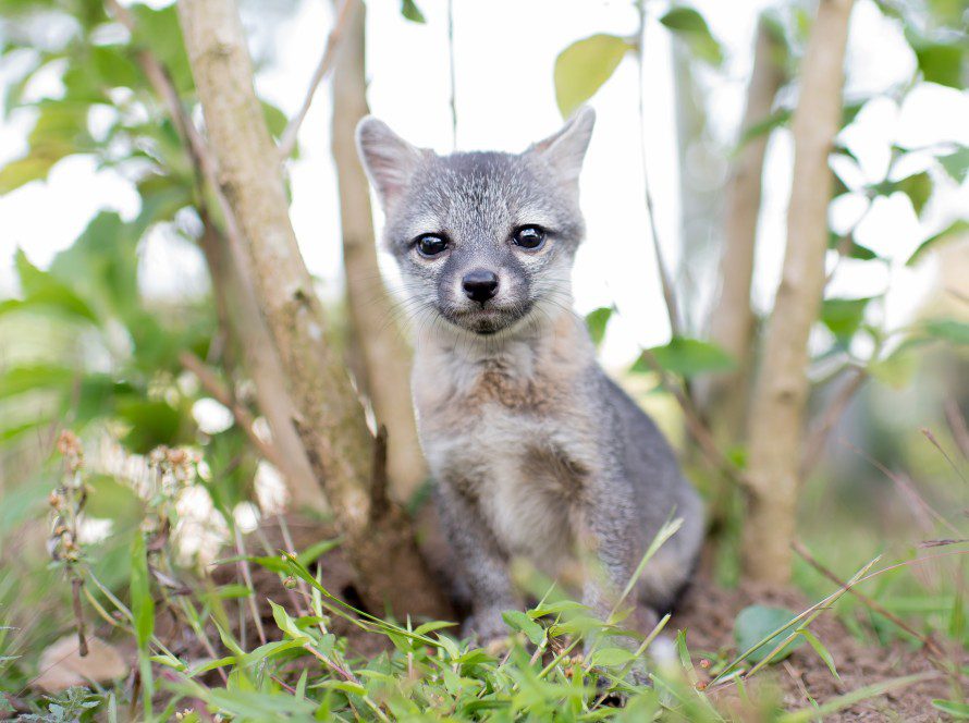 McCloud the grey fox