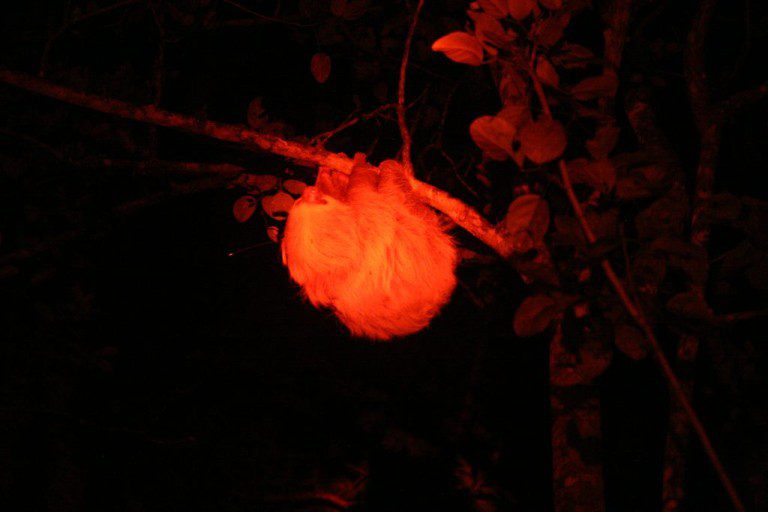 Night photo of sloth