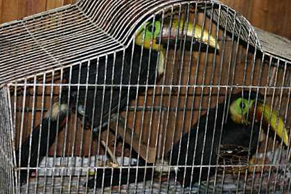 Toucans