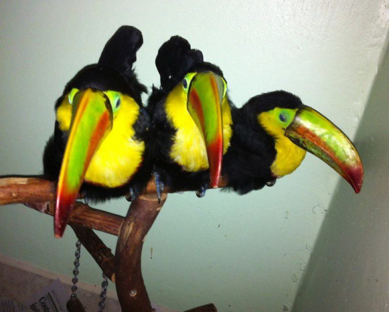 Toucans