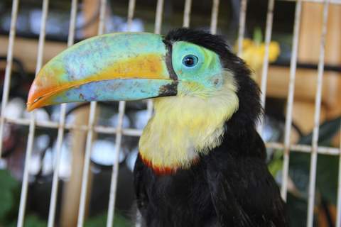 Toucan
