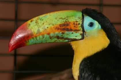 Toucan