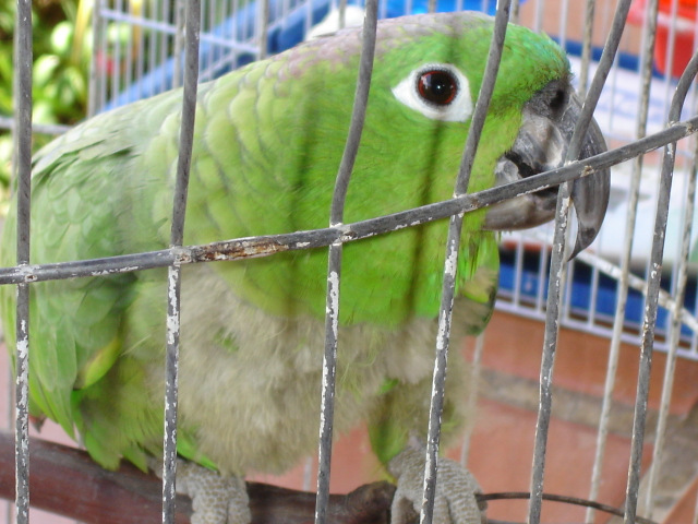 Lorita