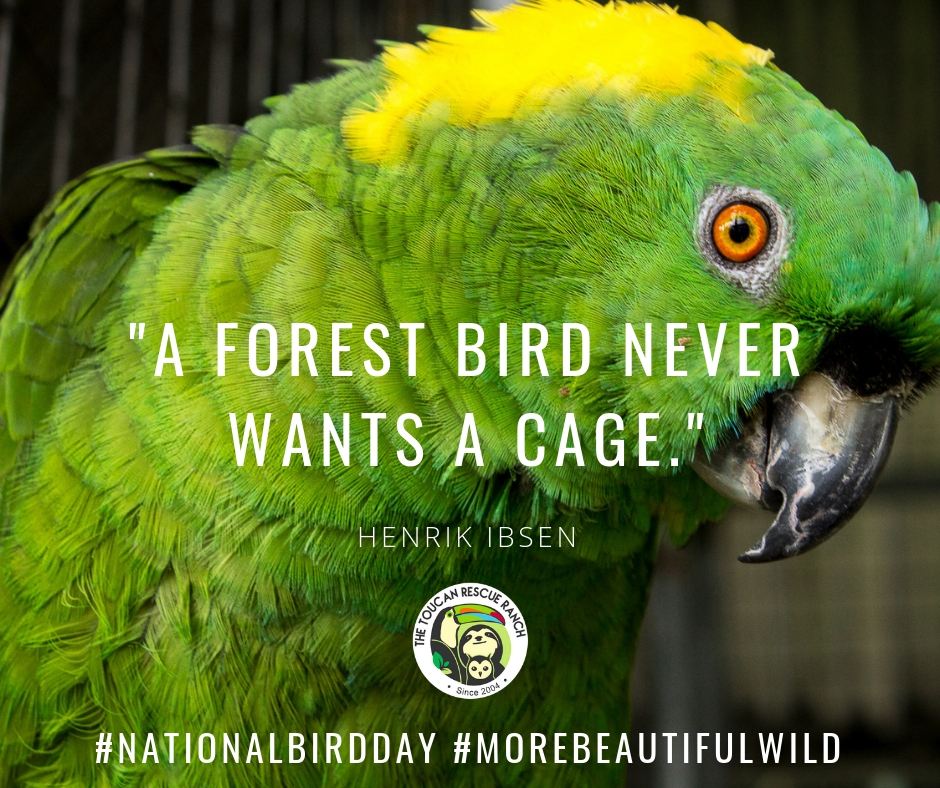 A Forest Bird Never Wants A Cage