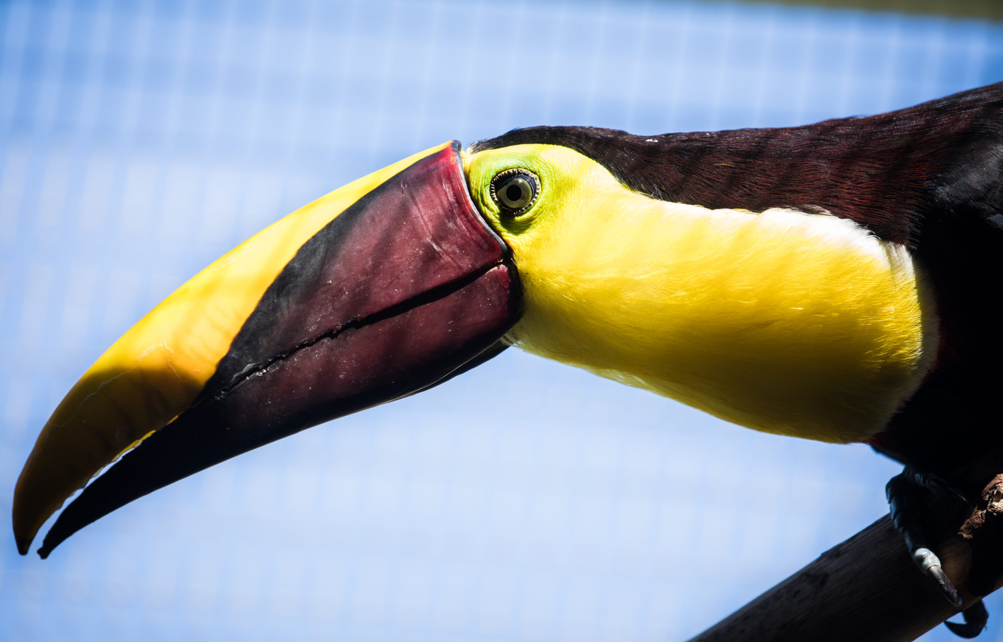 Toucan