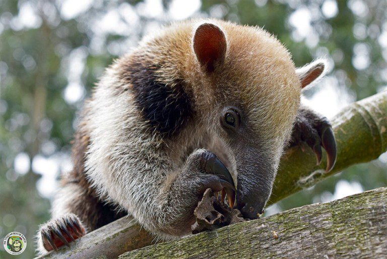 Pebbles the Tamandua