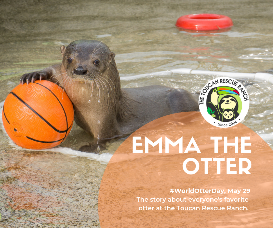Emma the otter