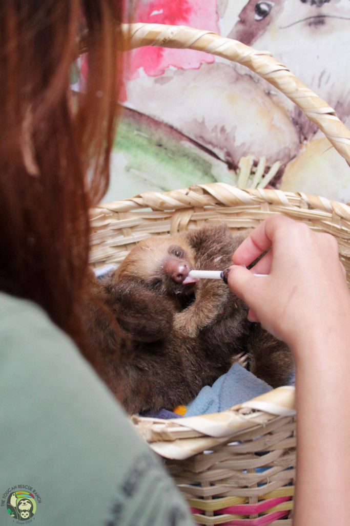 Baby Sloth Feeding