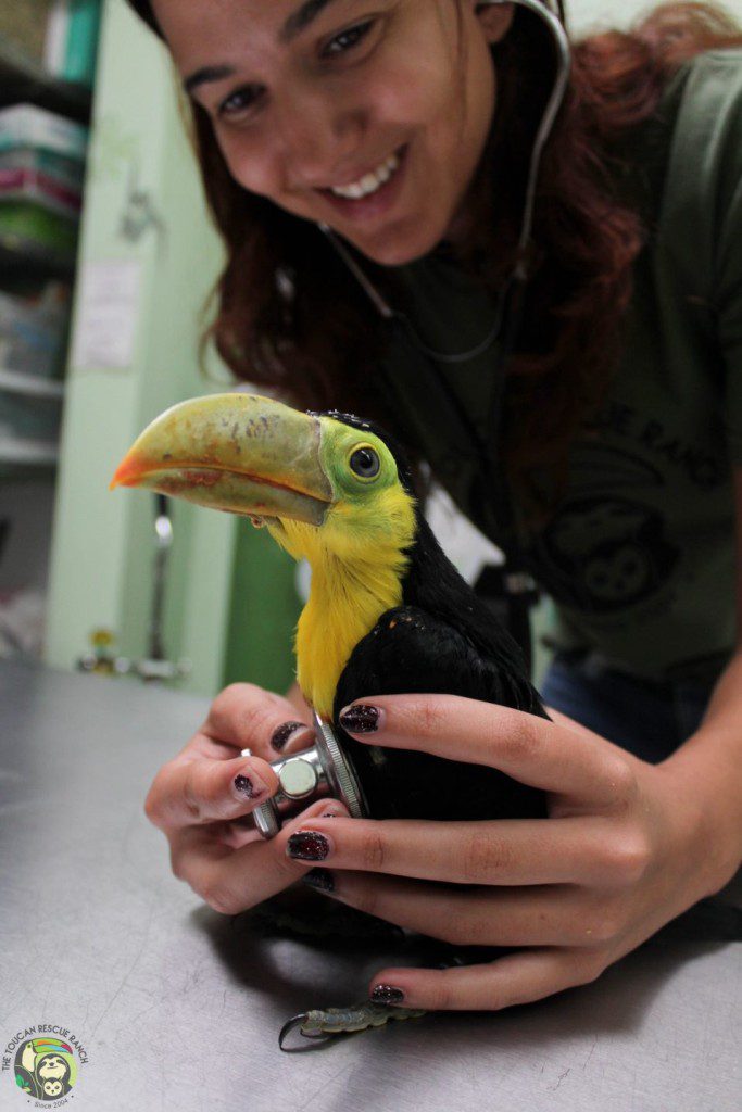 Toucan