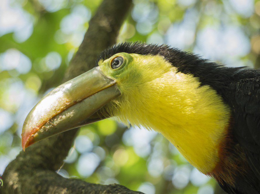 Toucan