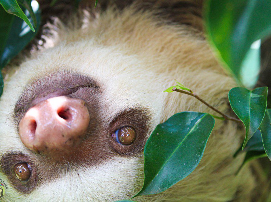 Adele Two-Fingered Sloth