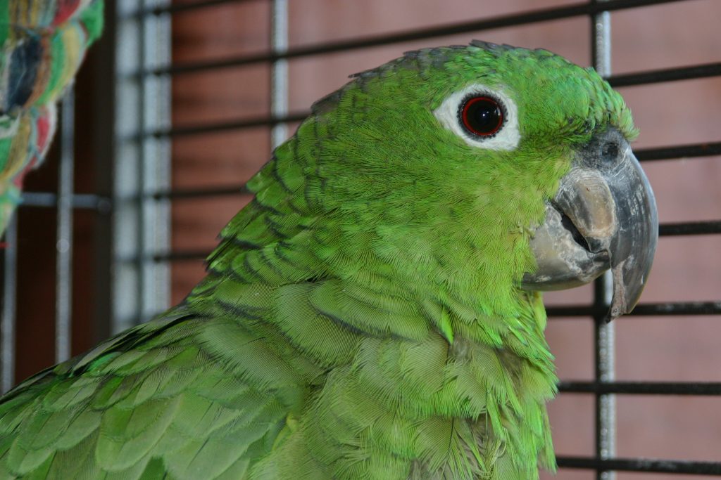 Lorita