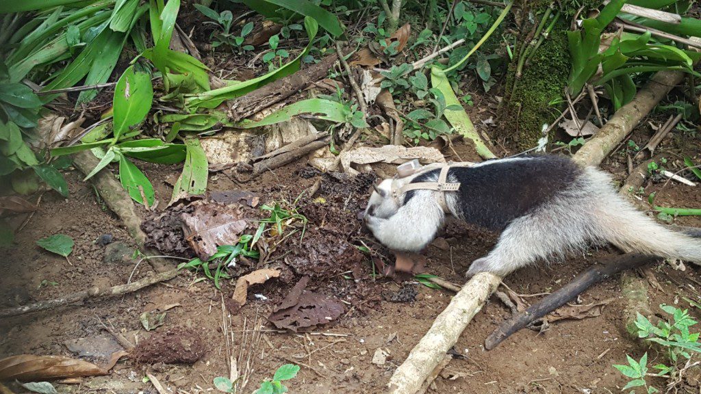 Pebbles eating termites
