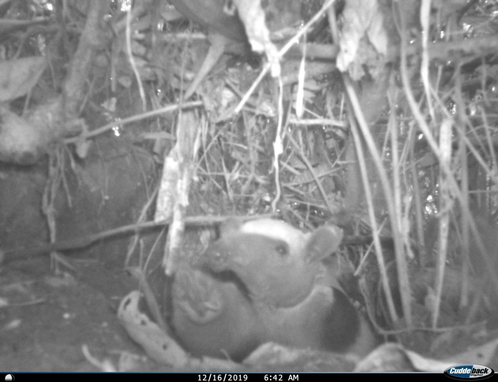 Pebbles peaking out of her burrow on a trail camera.