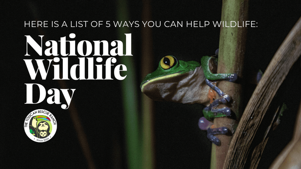 Here is a list of 5 ways you can help wildlife: National Wildlife Day