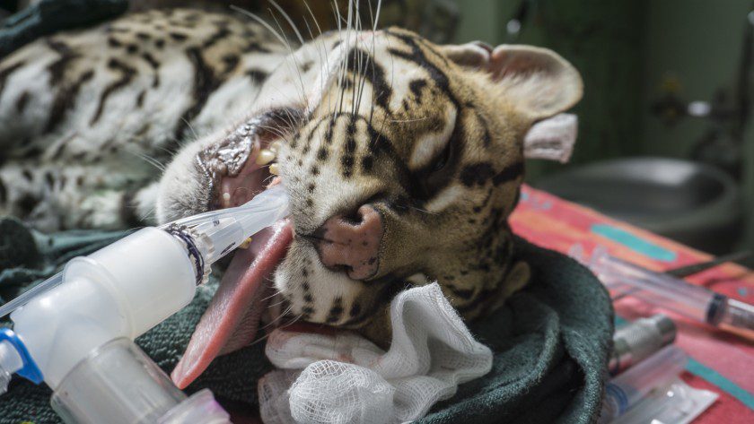 Medical Program Toucan Rescue Ranch