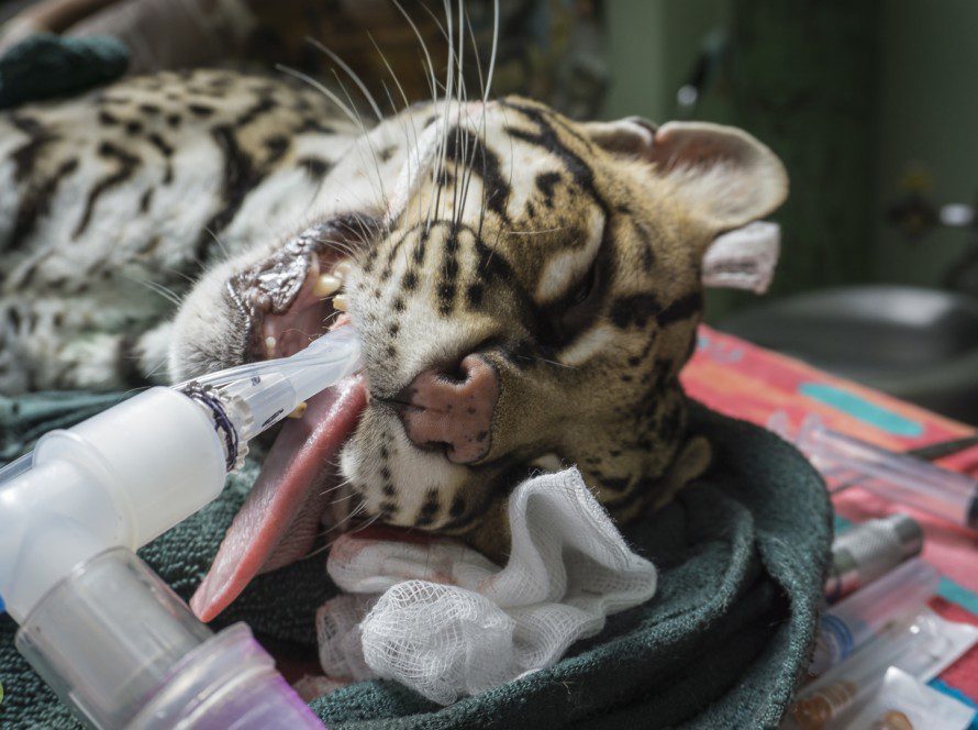 Medical Program Toucan Rescue Ranch