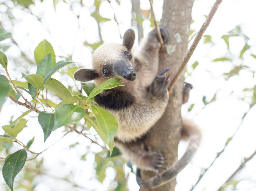 Pebbles by Sam Trull