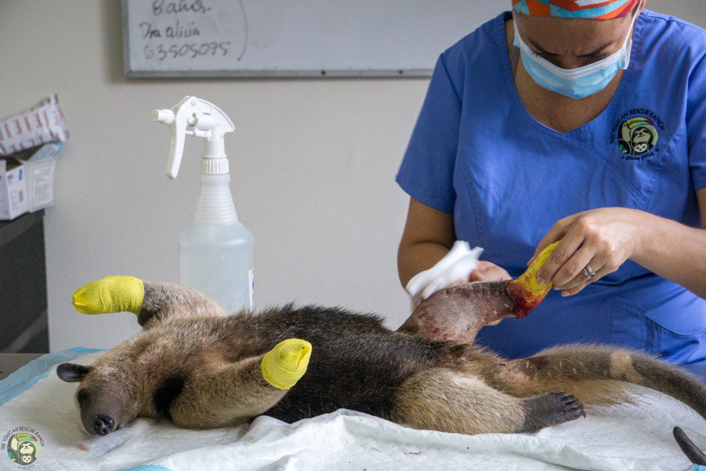 Loki Tamandua