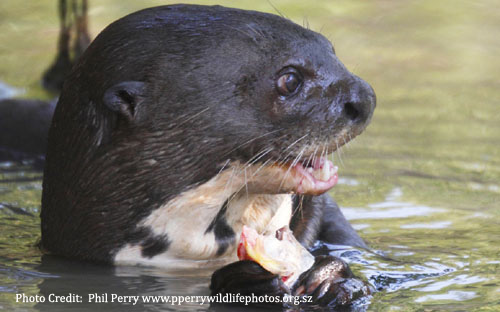 Giant otter