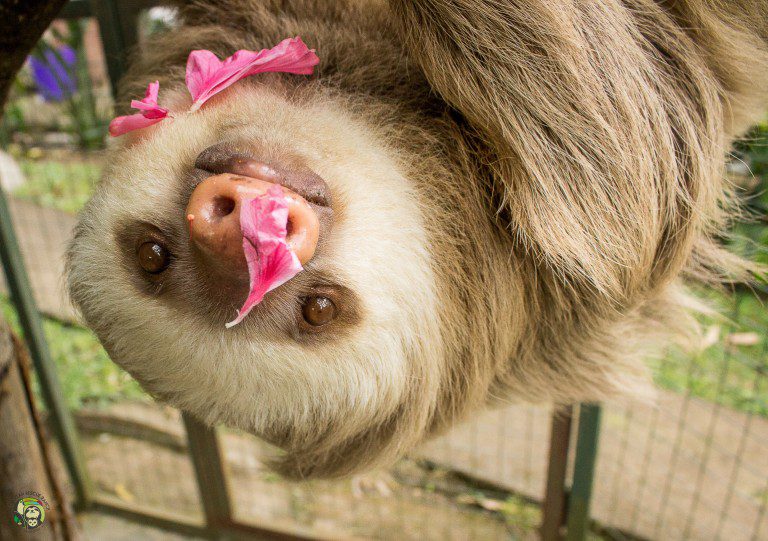 Millie a 2 Toed Sloth