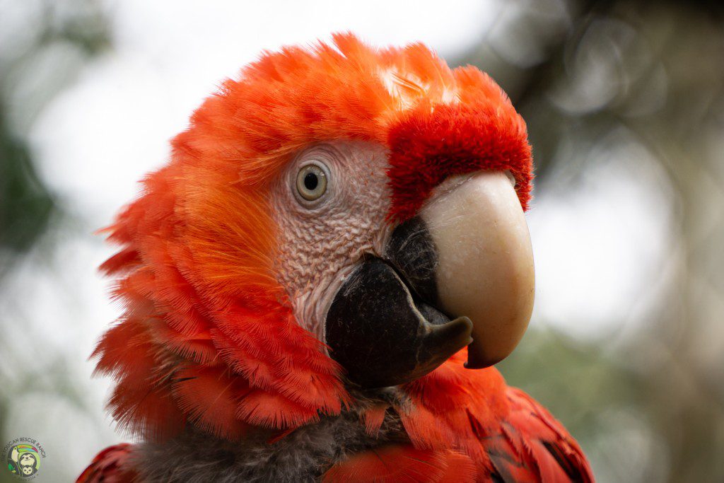 Auggie Scarlet Macaw