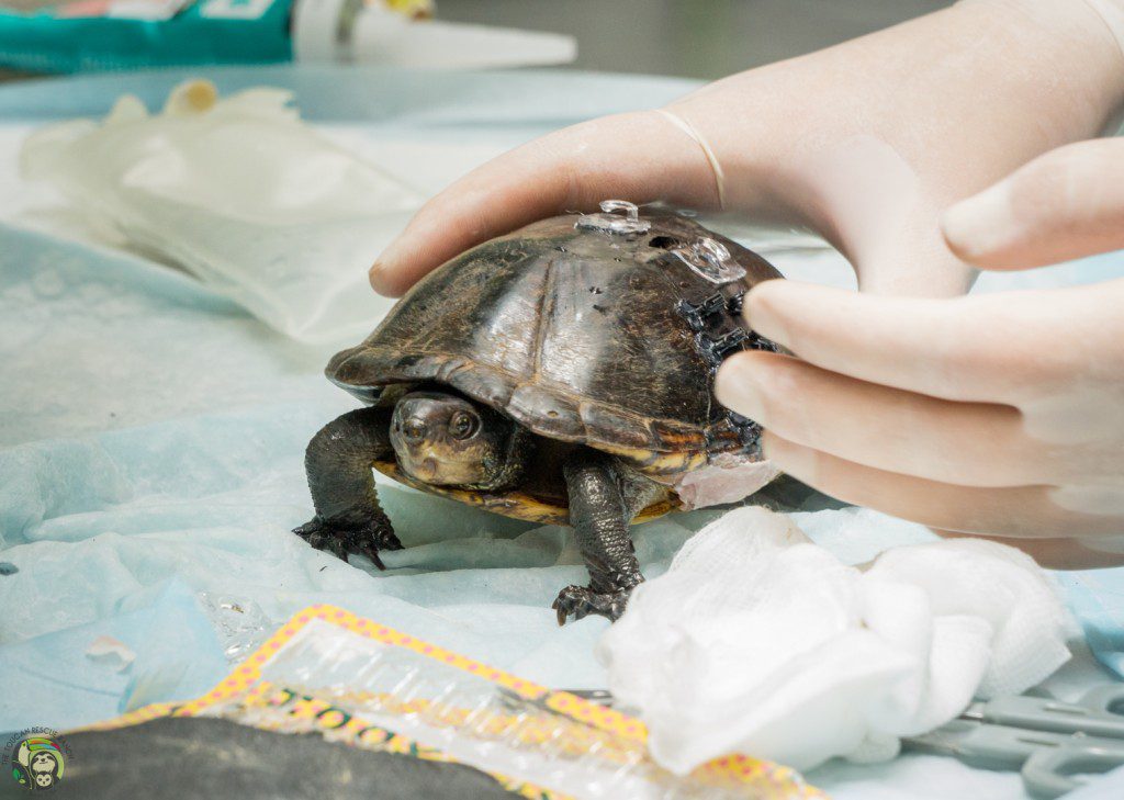 Turtle