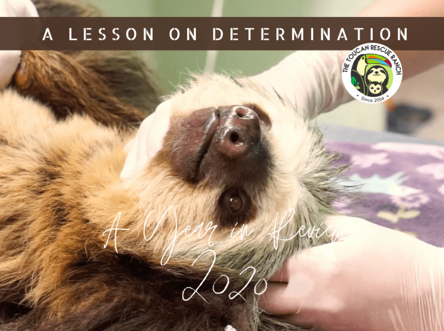 A Year in Review 2020 Toucan Rescue Ranch