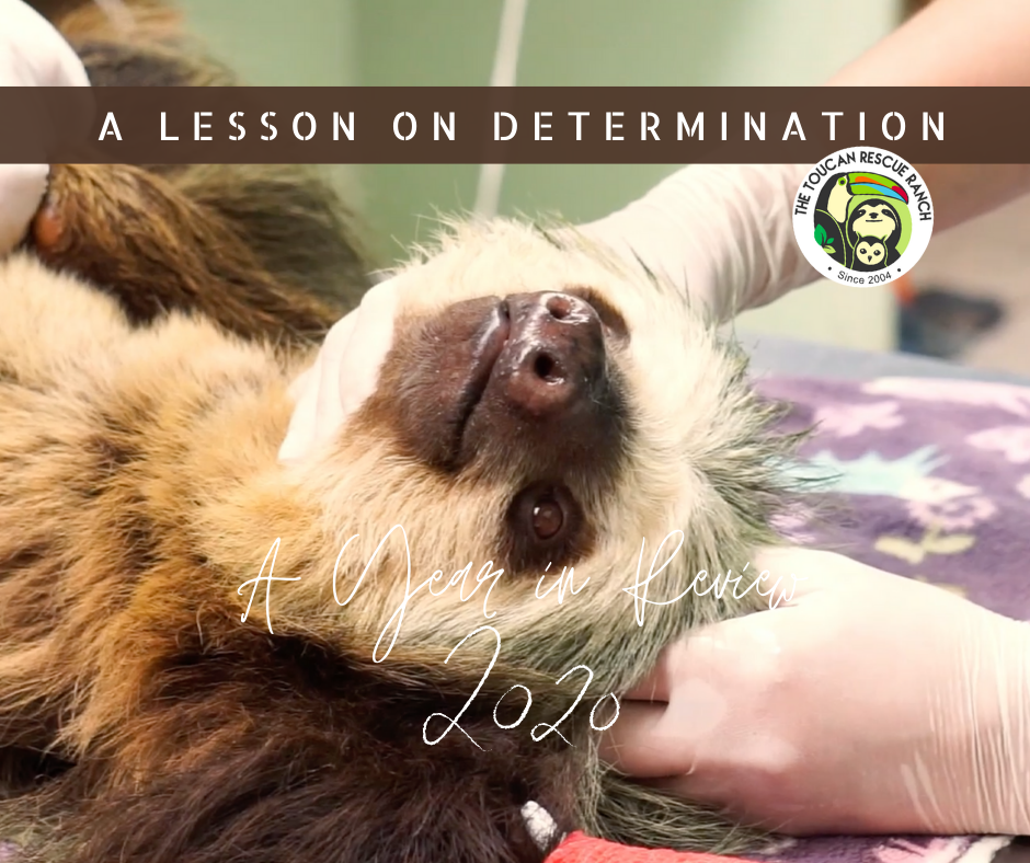 A Year in Review 2020 Toucan Rescue Ranch