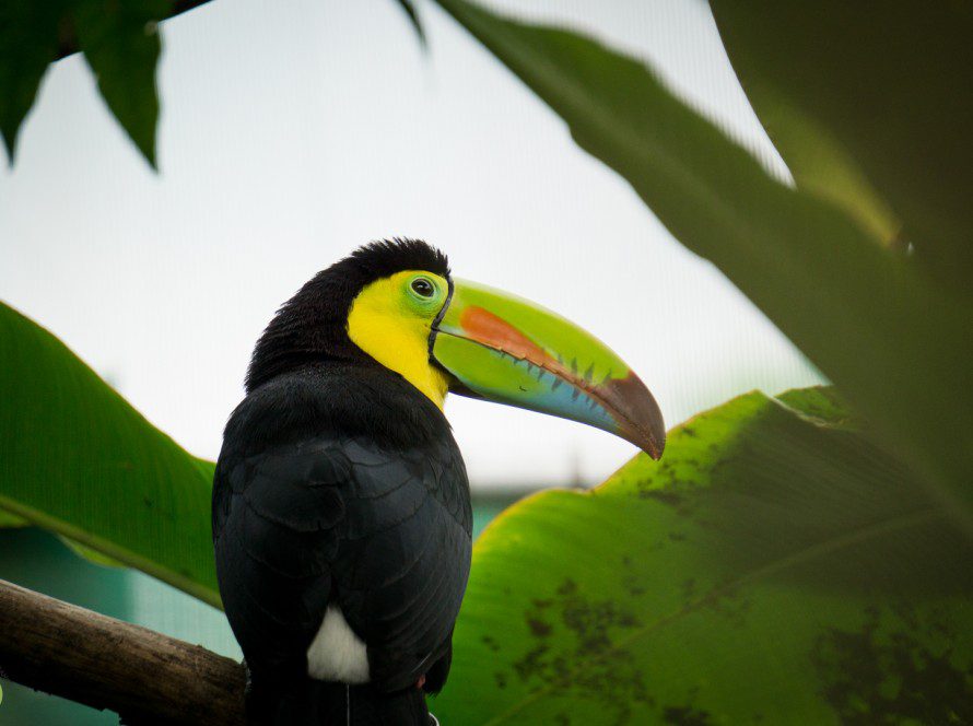Hunny Keel Billed Toucan