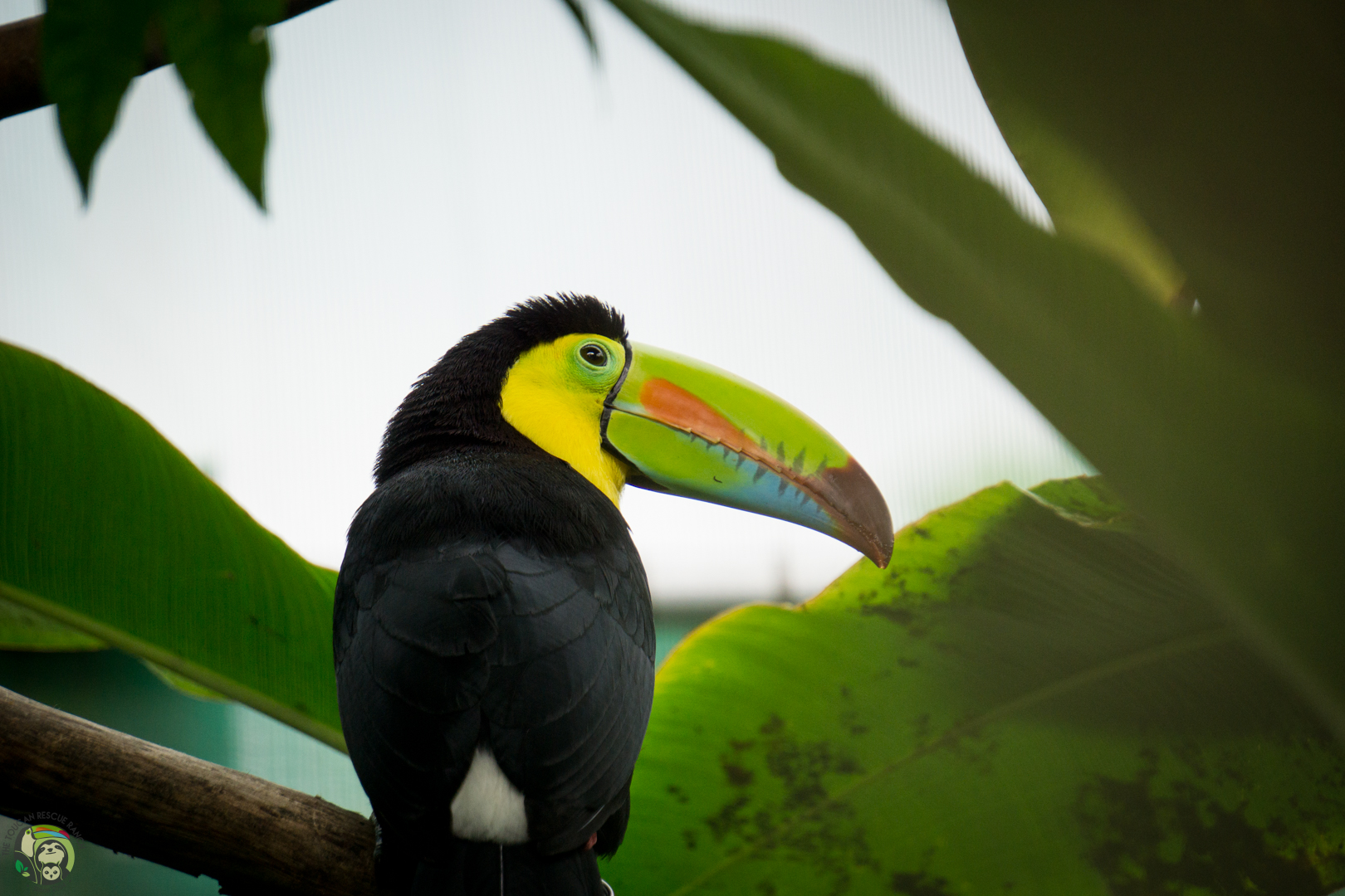 Hunny Keel Billed Toucan