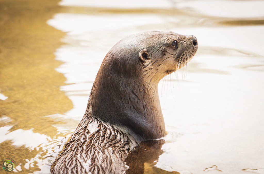 Emma the Otter