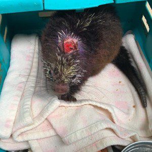 Chucky the Mexican Hairy Porcupine
