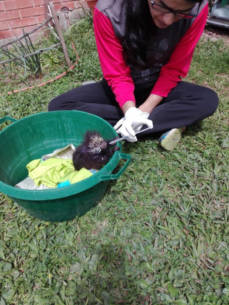 Chucky the Mexican Hairy Porcupine