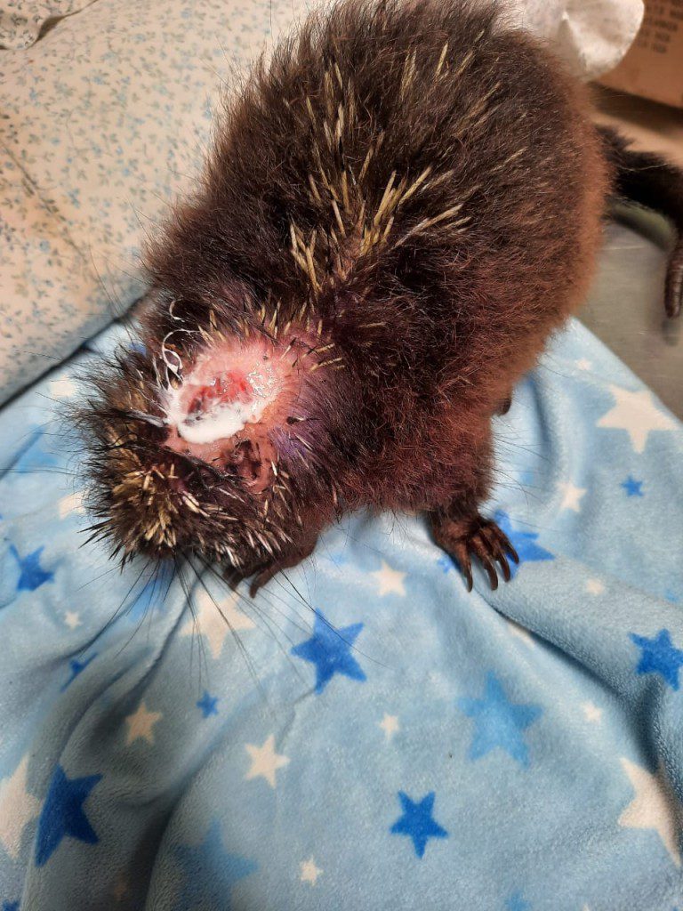 Chucky's wound healing