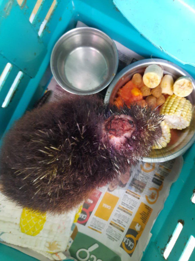 Chucky enjoying a delicious meal in the Toucan Rescue Ranch Clinic