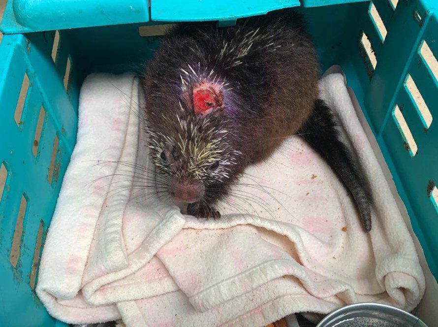 Chucky’s wound healing