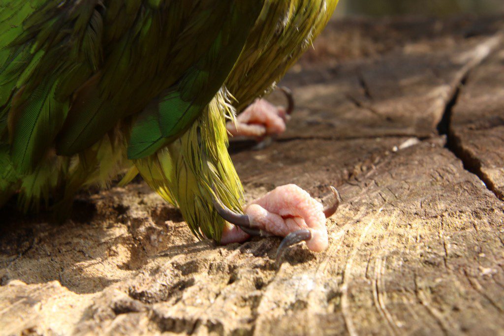Scooter's feet