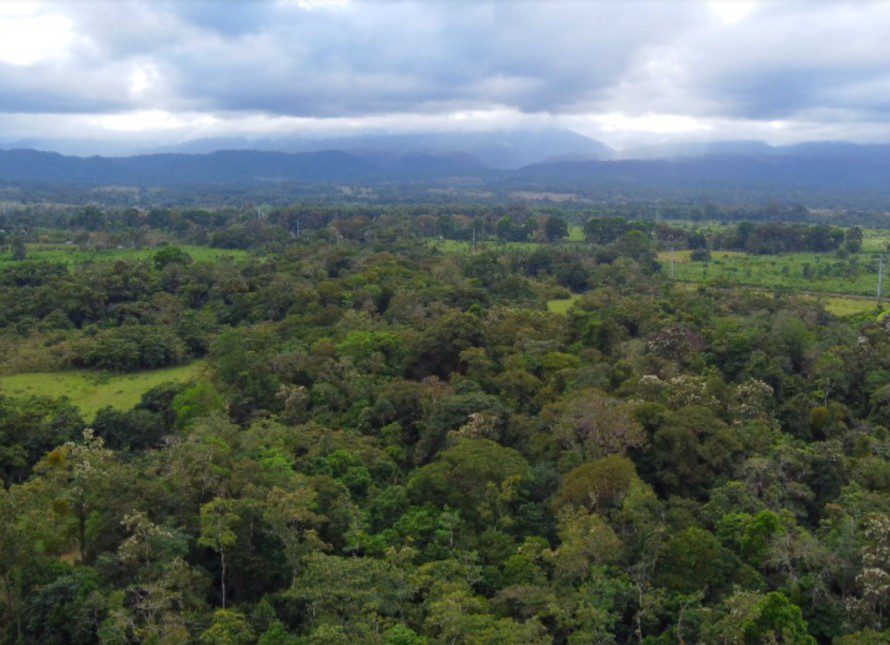 International Day of Forests