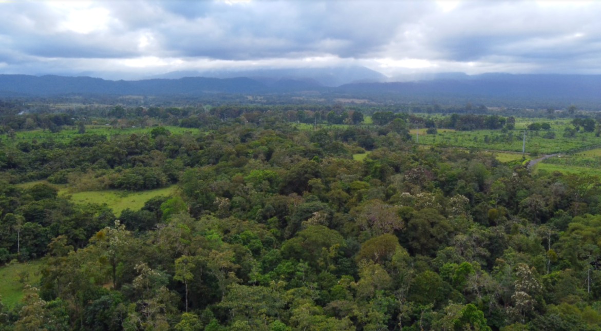 International Day of Forests