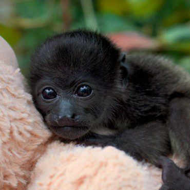 Symbolic Classic Adoption: Howler Monkey