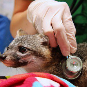 Grey Fox Robin Hood