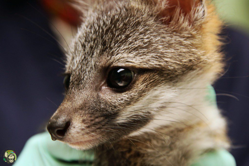 Baby Gray Fox