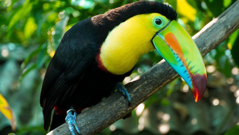 Keel Billed Toucan Hunny