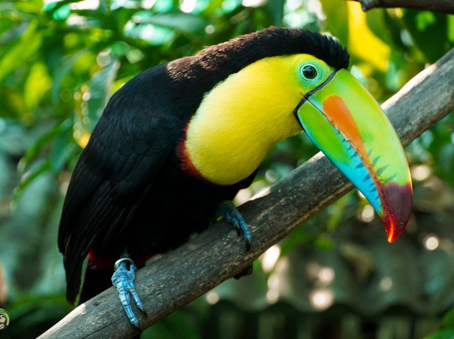 Keel Billed Toucan Hunny