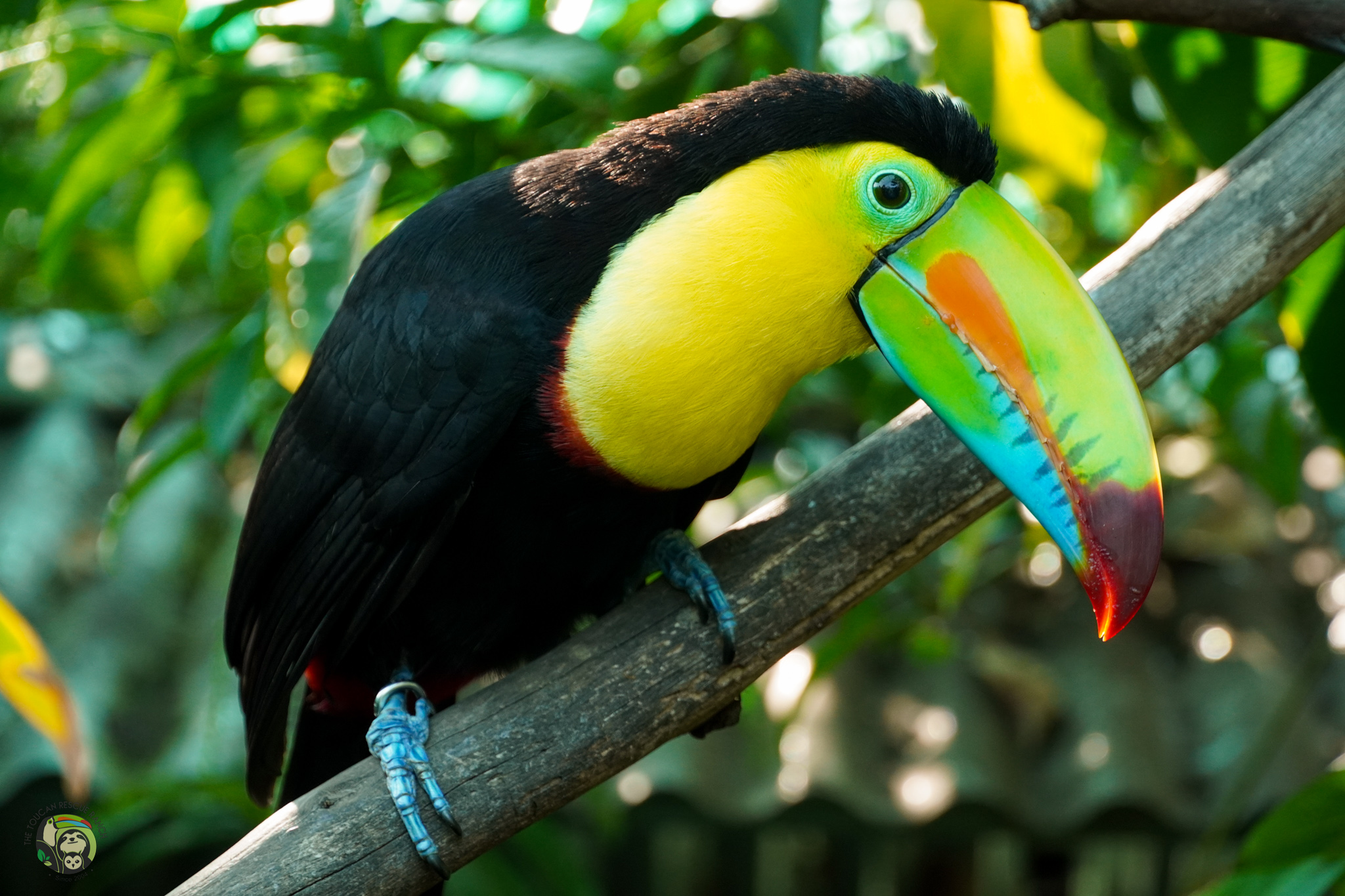 Keel Billed Toucan Hunny