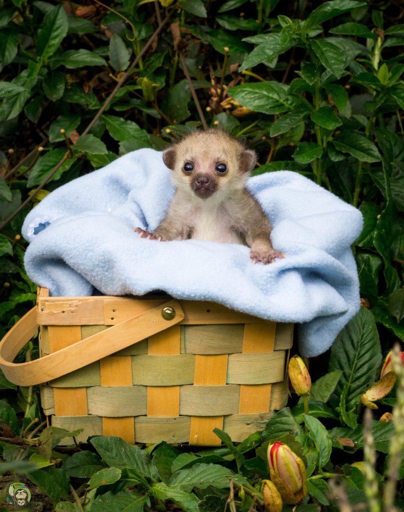 Manuka Kinkajou